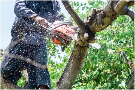 tree services Cabán